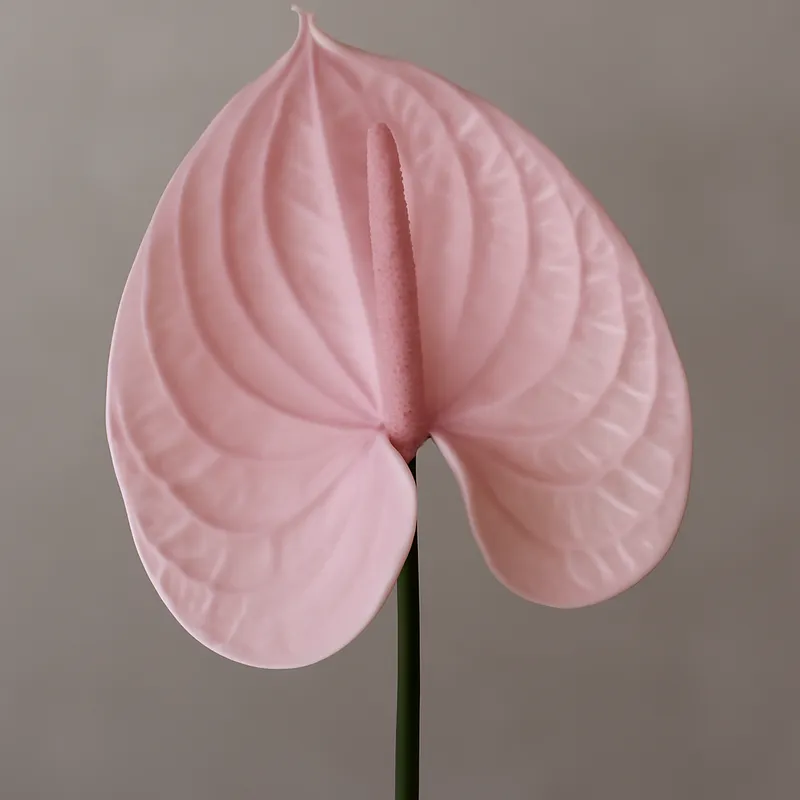 Anthurium (Flamingoblume) – rosa – Bild 1