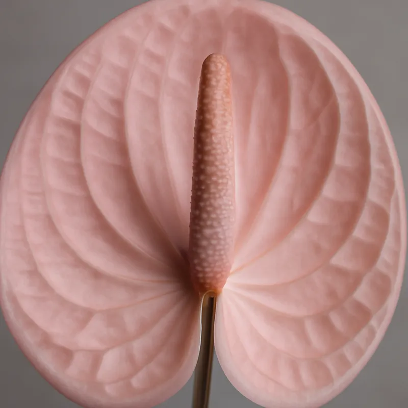 Anthurium (Flamingoblume) – rosa – Bild 2