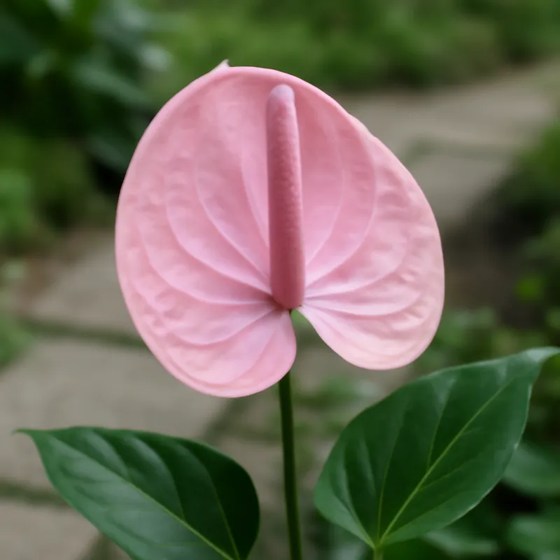 Anthurium (Flamingoblume) – rosa – Bild 4