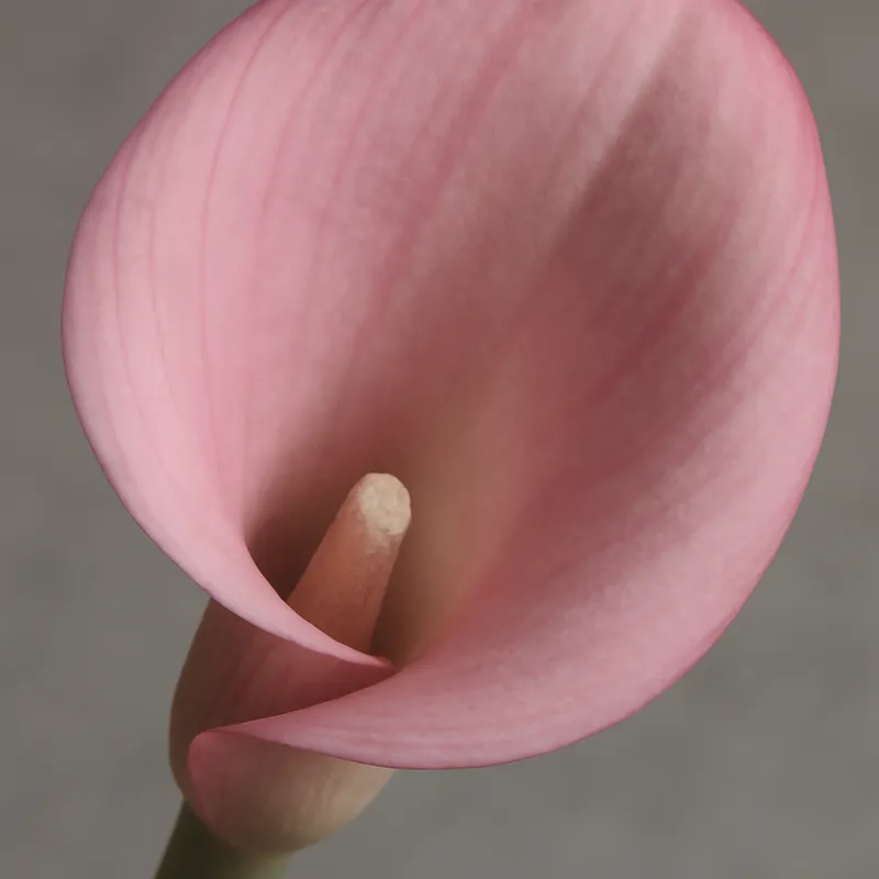 Kalla (calla) – rosa – Bild 2