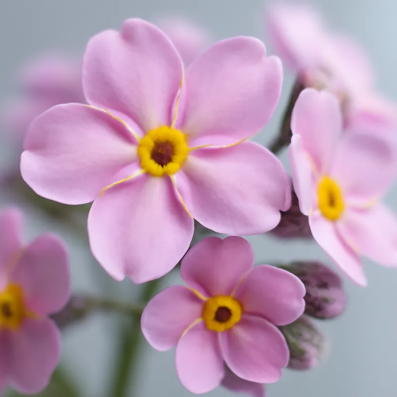 Vergissmeinnicht – rosa – Bild 2