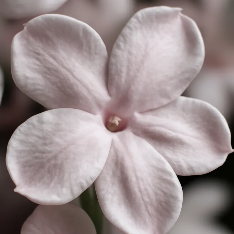 Jasmin – rosa – Bild 2