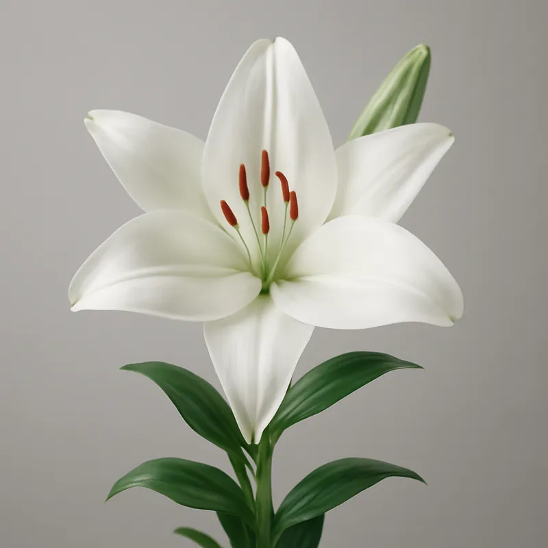 Weiße Lilien zur Hochzeit