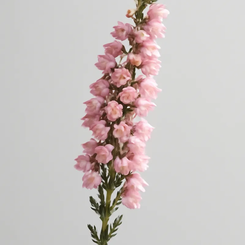 Glockenheide – rosa