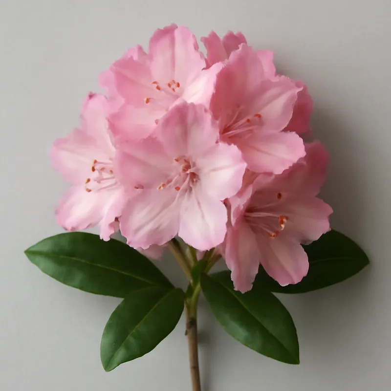 Rhododendron – rosa