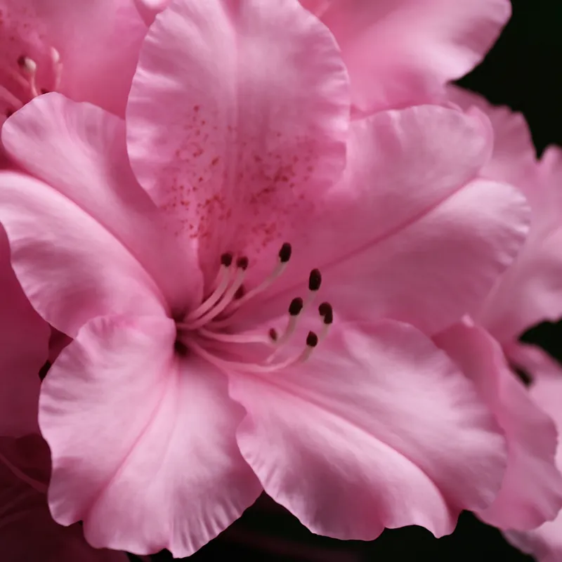 Rhododendron – rosa – Bild 2