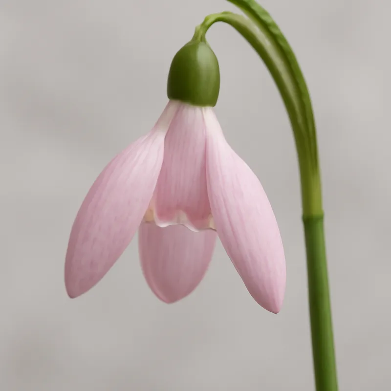 Schneeglöckchen – rosa