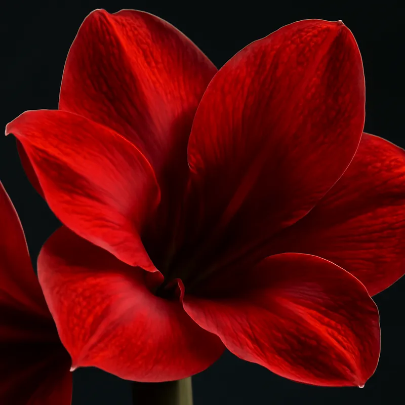 Amaryllis – klassisch – Bild 2