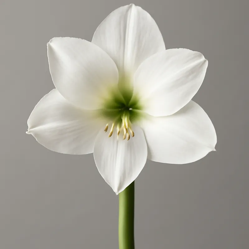 Amaryllis – weiß