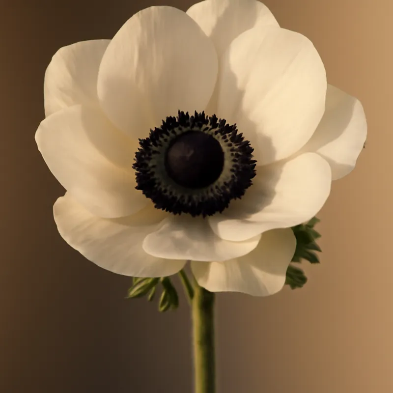 Anemon – klassisch