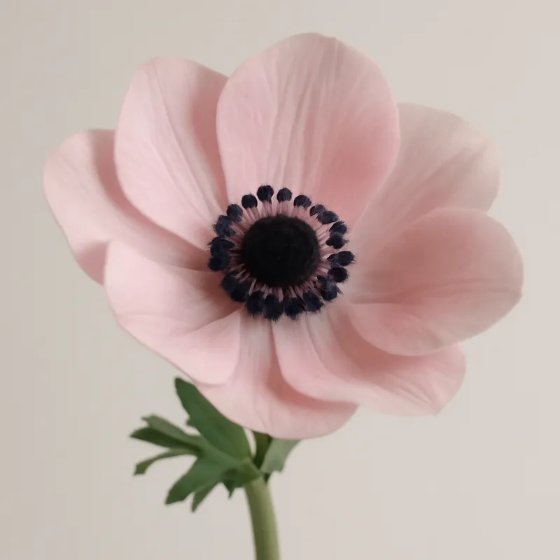 Anemon – rosa