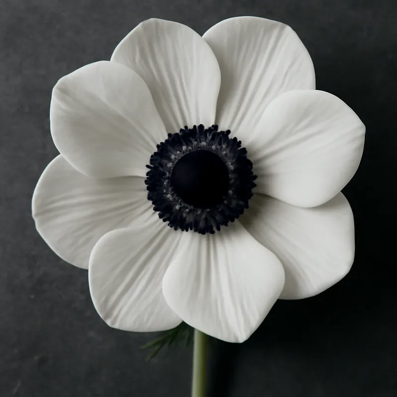 Anemone – weiß – Bild 1