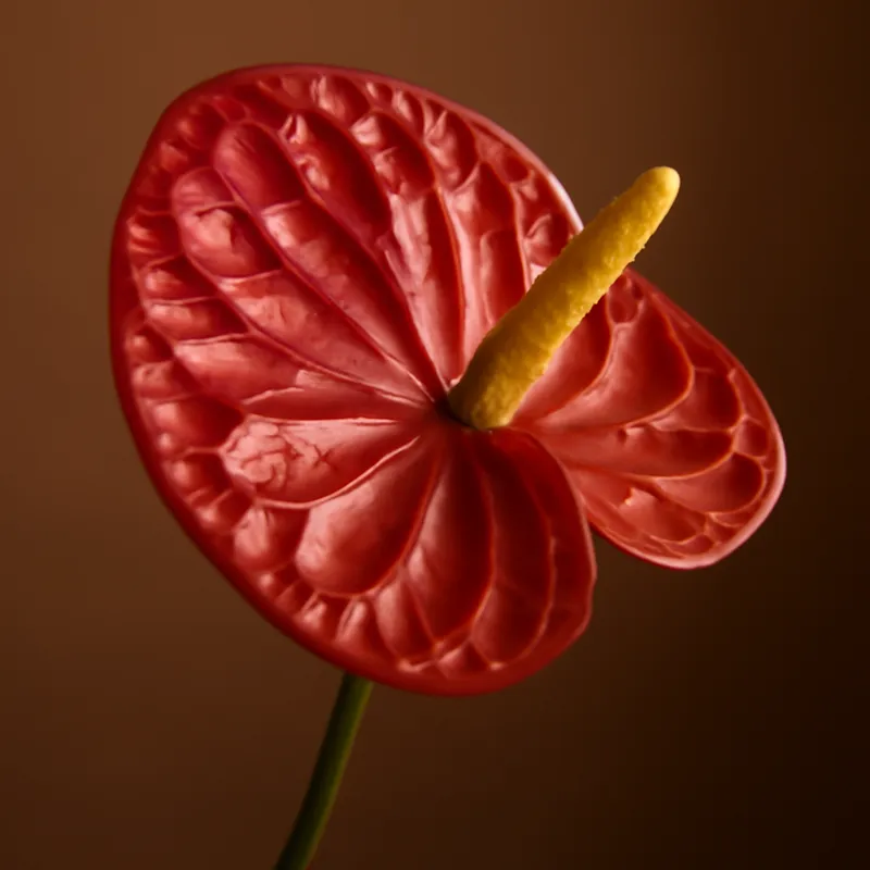 Anthurium (Flamingoblume) – klassisch