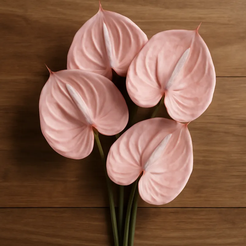 Anthurium (Flamingoblume) – rosa – Bild 3