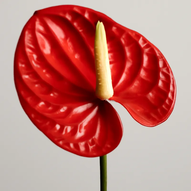 Anthurium (Flamingoblume) – rot