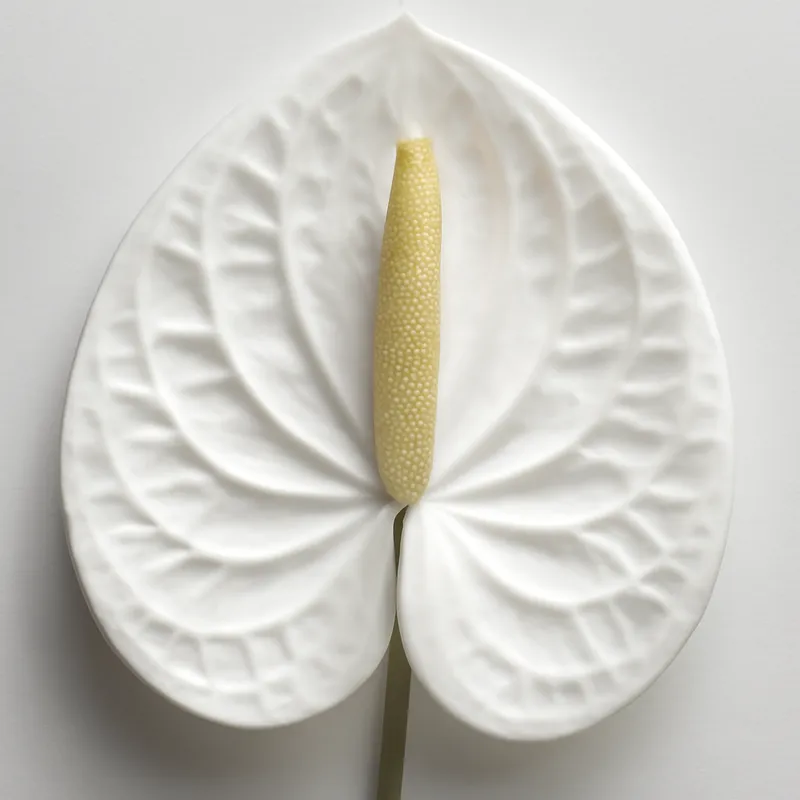 Anthurium (Flamingoblume) – weiß – Bild 2