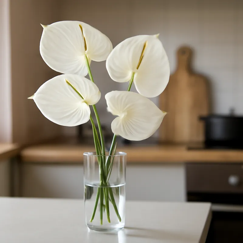 Anthurium (Flamingoblume) – weiß – Bild 3
