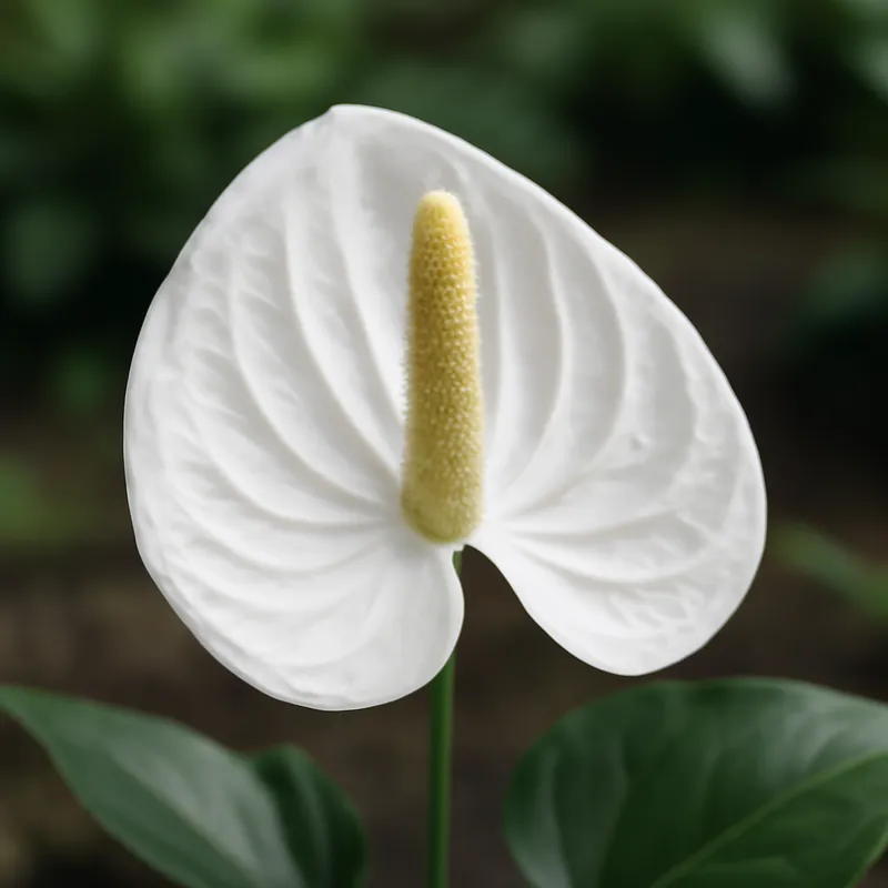 Anthurium (Flamingoblume) – weiß – Bild 4