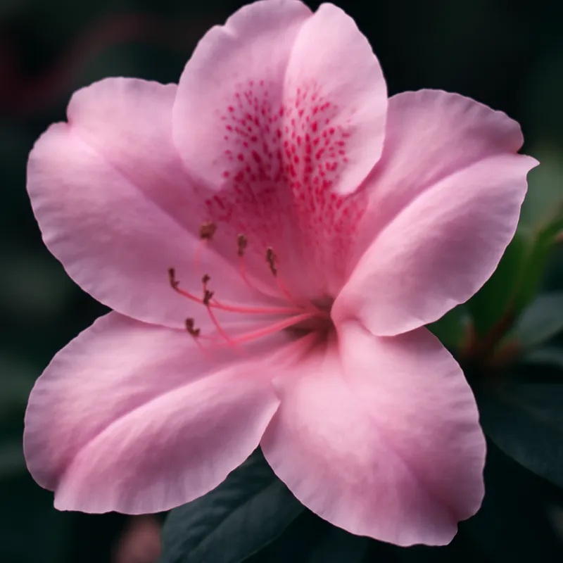 Azalea – rosa – Bild 2