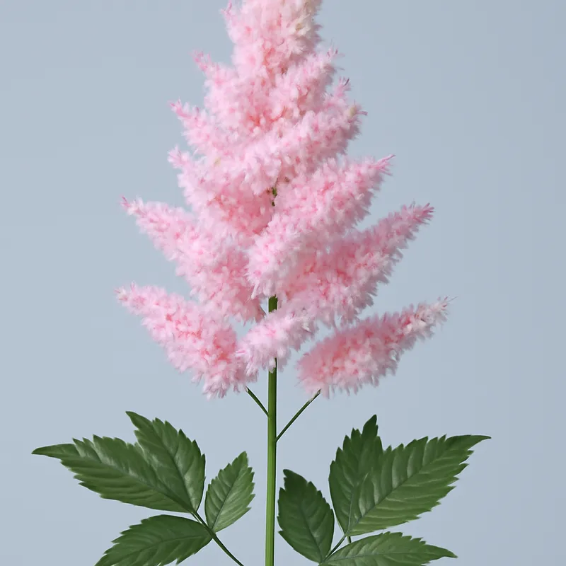 Astilbe – klassisch