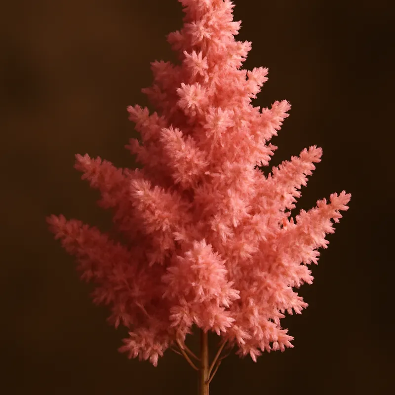 Astilbe – klassisch – Bild 2