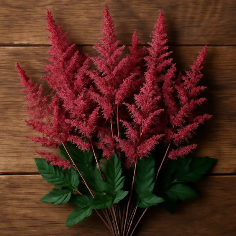 Astilbe – klassisch – Bild 3