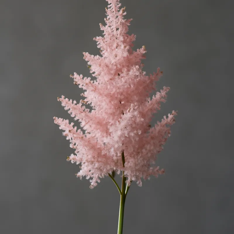 Astilbe – rosa