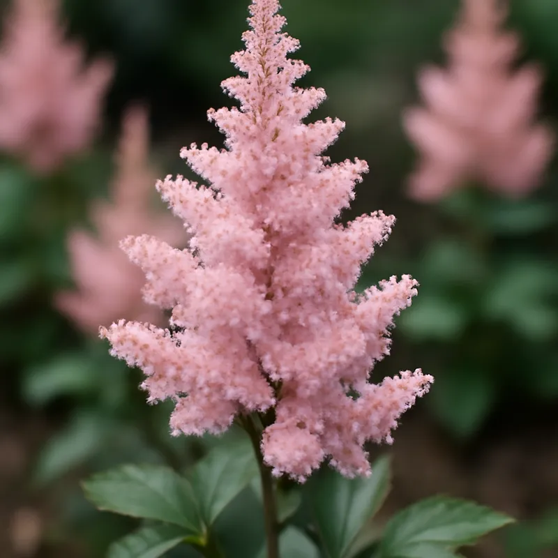 Astilbe – rosa – Bild 4