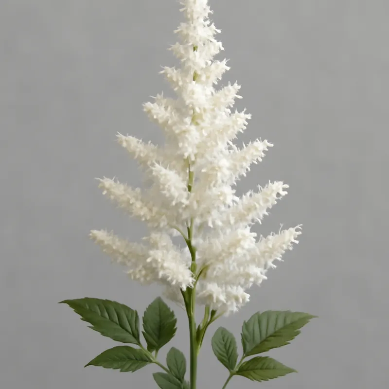 Astilbe – weiß – Bild 1