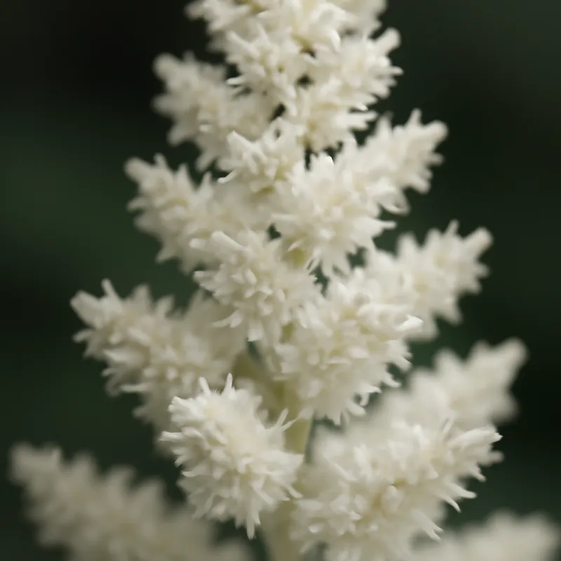 Astilbe – weiß – Bild 2