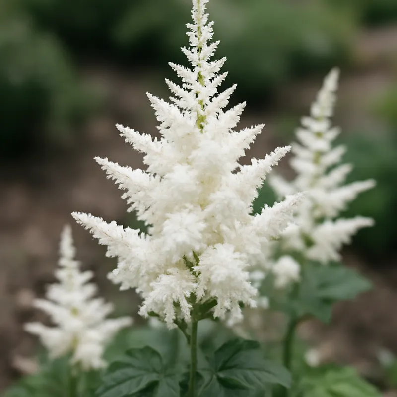 Astilbe – weiß – Bild 4