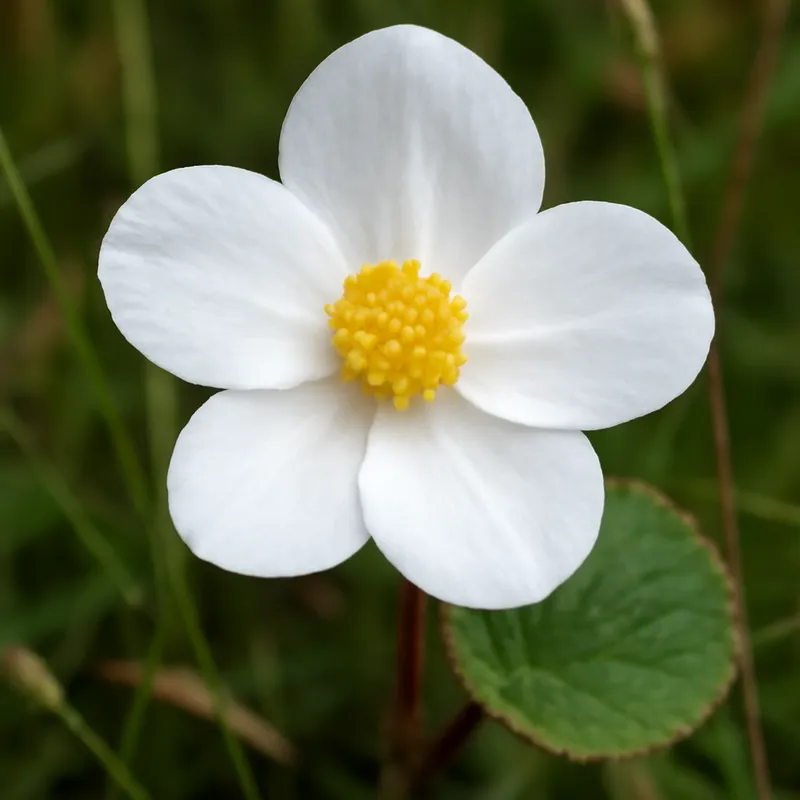 Begonie - weiß - Bild 4