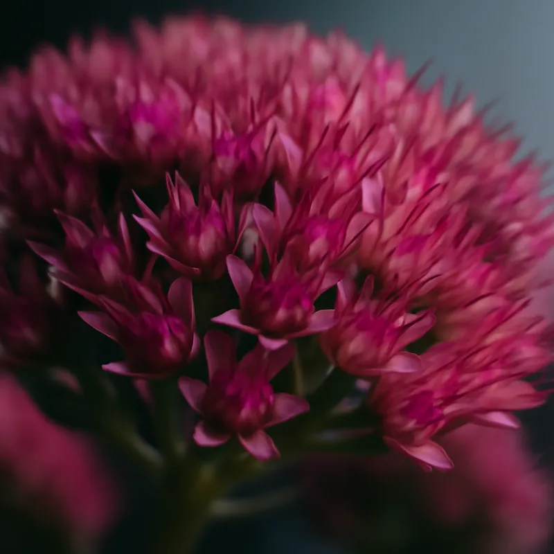 Kjærlighetsurt – klassisk – Bild 2