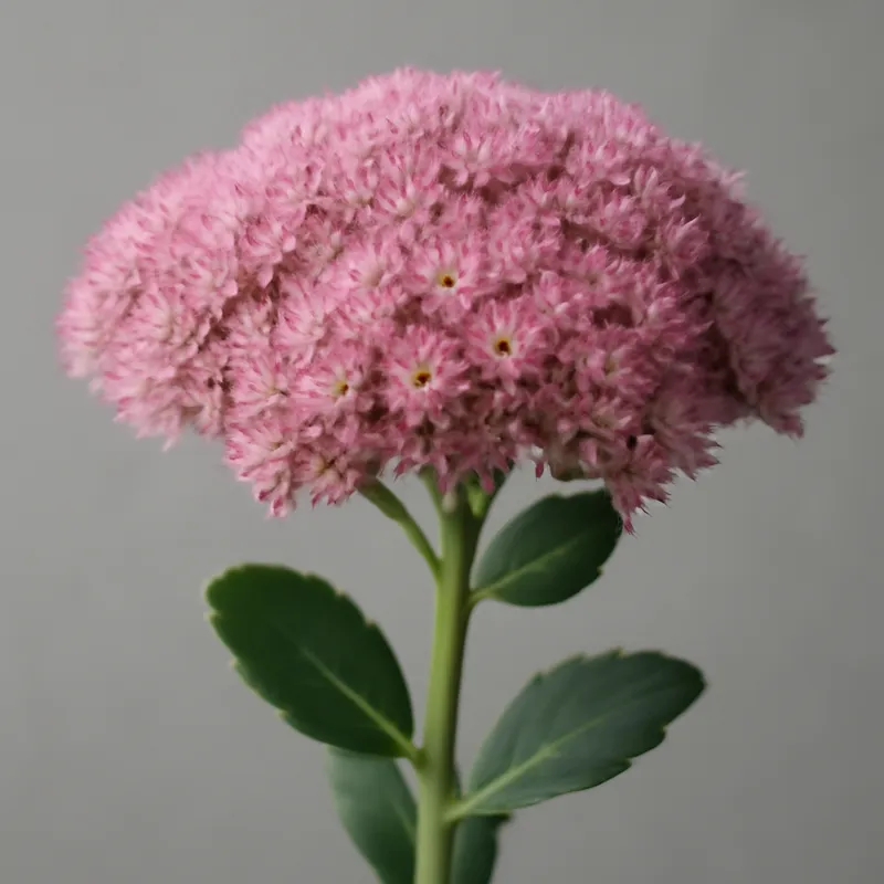 Sehnsuchtskraut – rosa