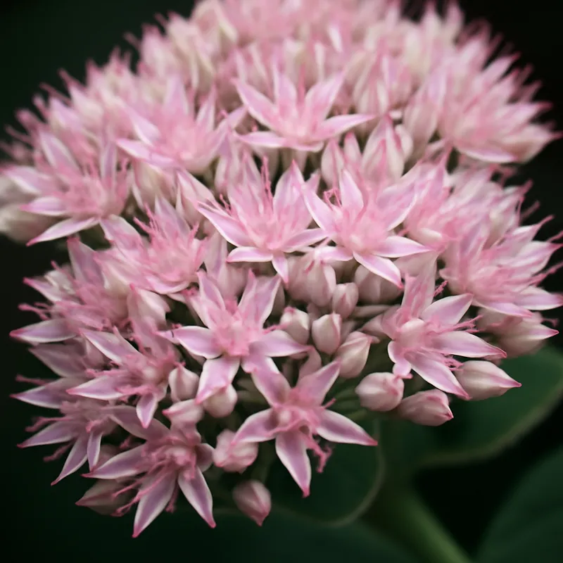 Sehnsuchtskraut – rosa – Bild 2