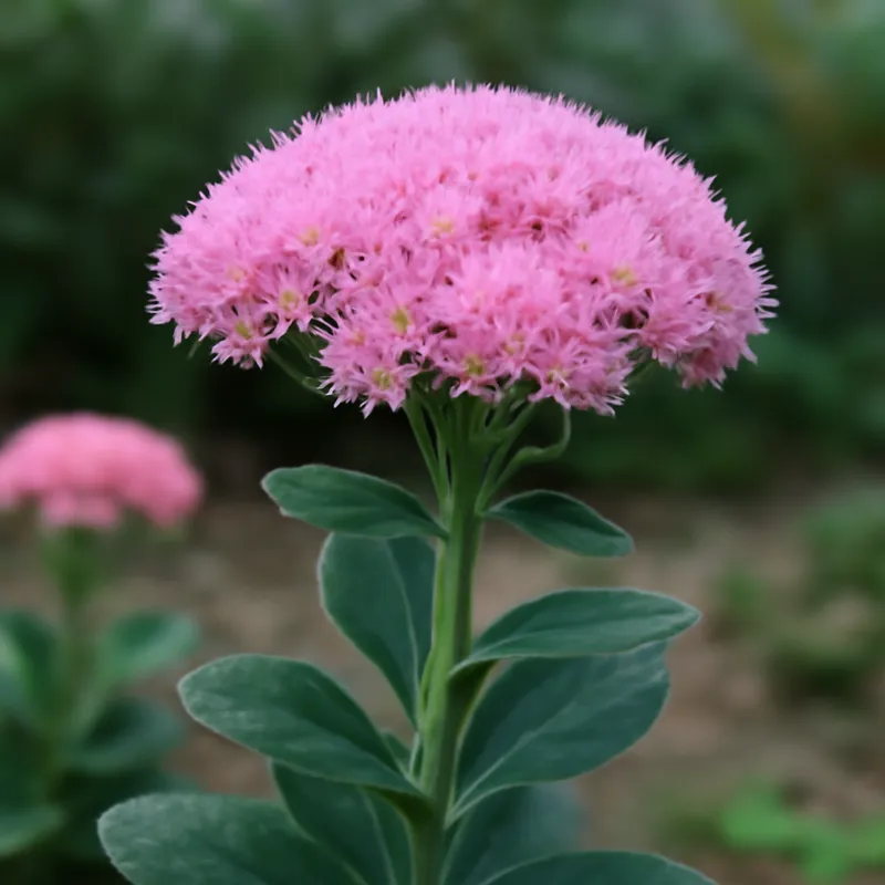 Sehnsuchtskraut – rosa – Bild 4