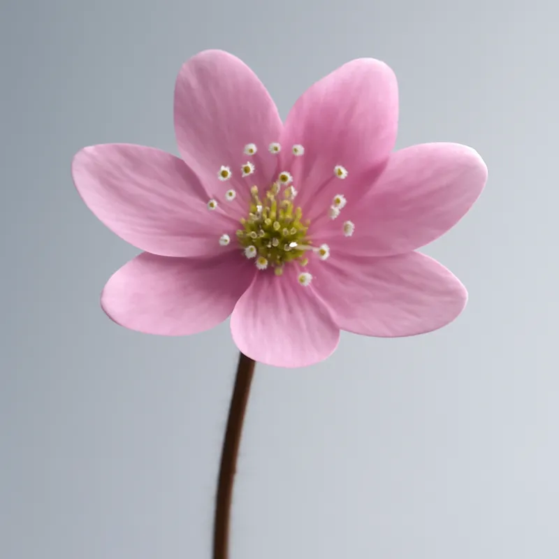 Blåsippa – rosa – Bild 1