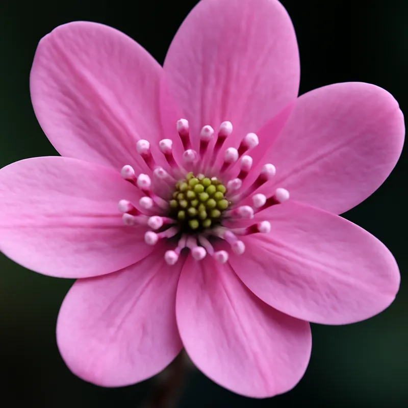 Blåsippa – rosa – Bild 2