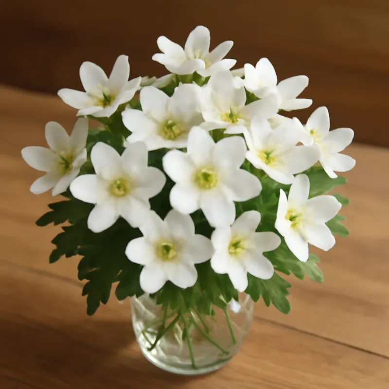 Blåsippa – weiß – Bild 3