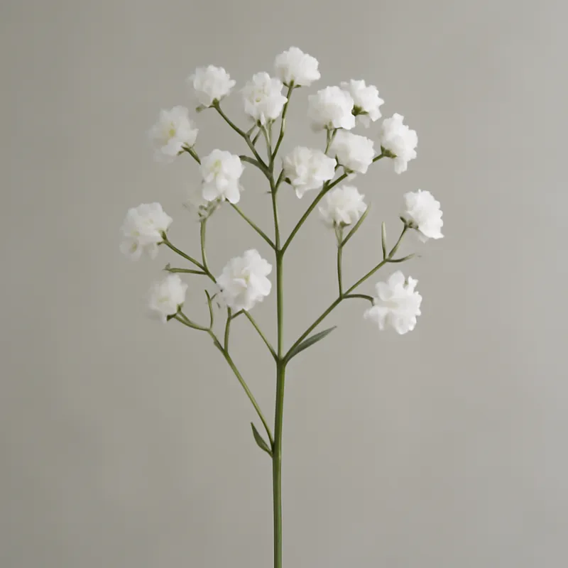 Schleierkraut - weiß