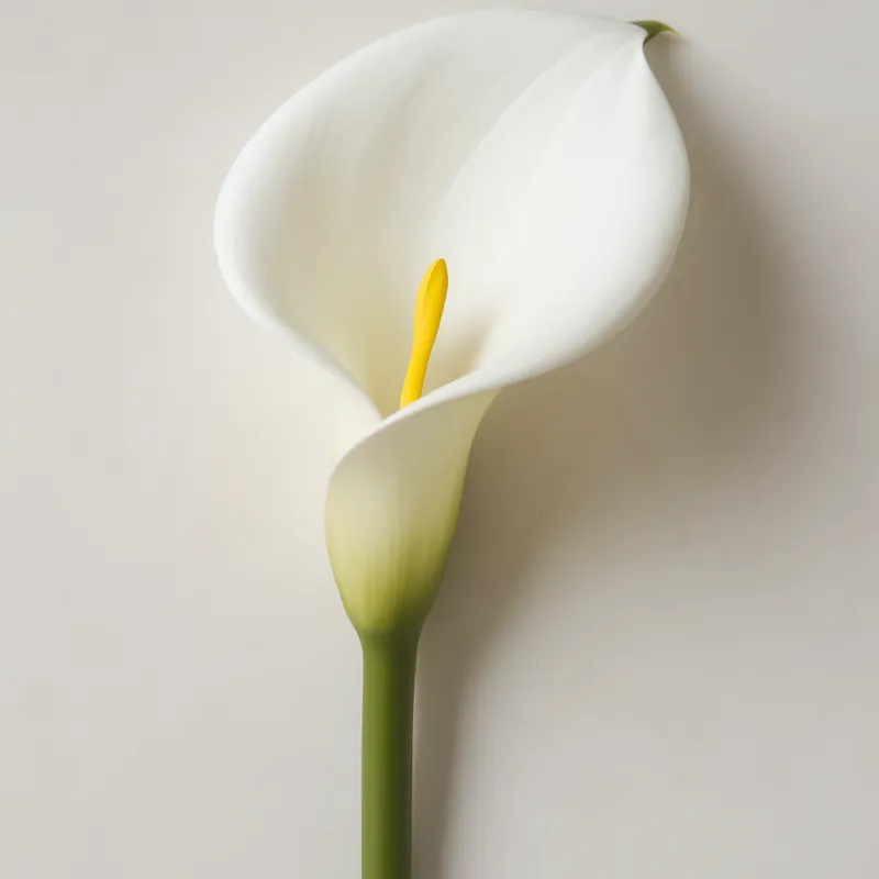 Kalla (calla) – klassisch