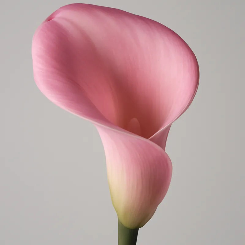 Kalla (calla) – rosa