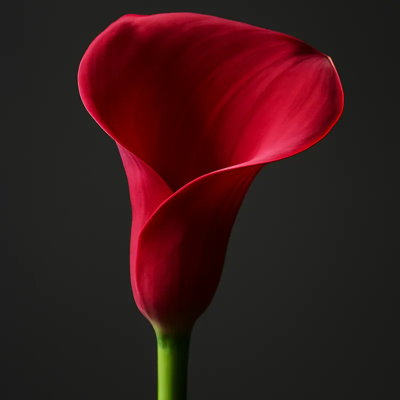 Kalla (calla) – rot