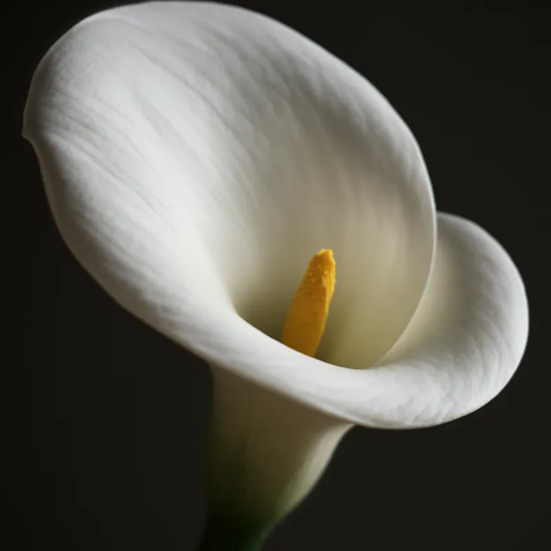 Kalla (calla) – weiß – Bild 2