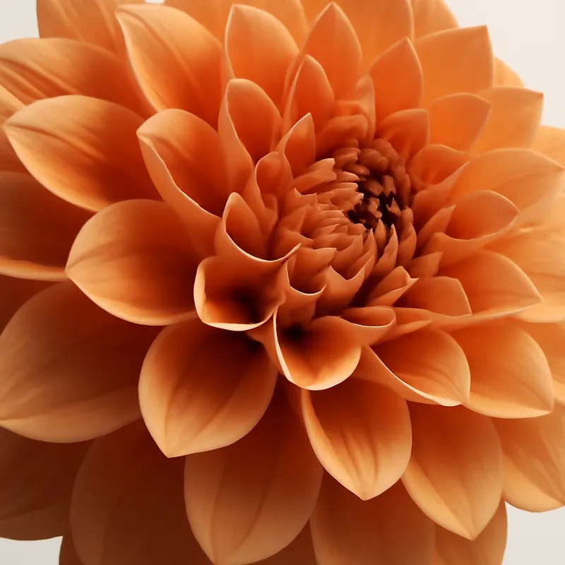 Dahlie – klassisch – Bild 2