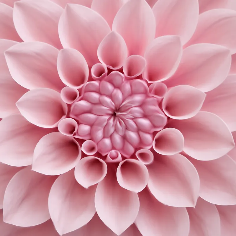 Dahlie – rosa – Bild 2