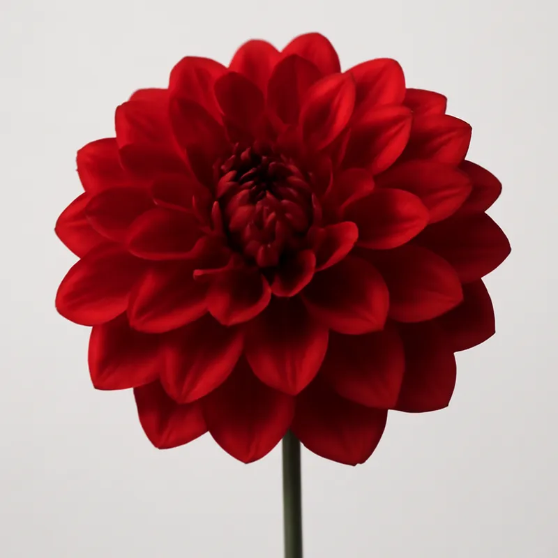 Dahlia – rød