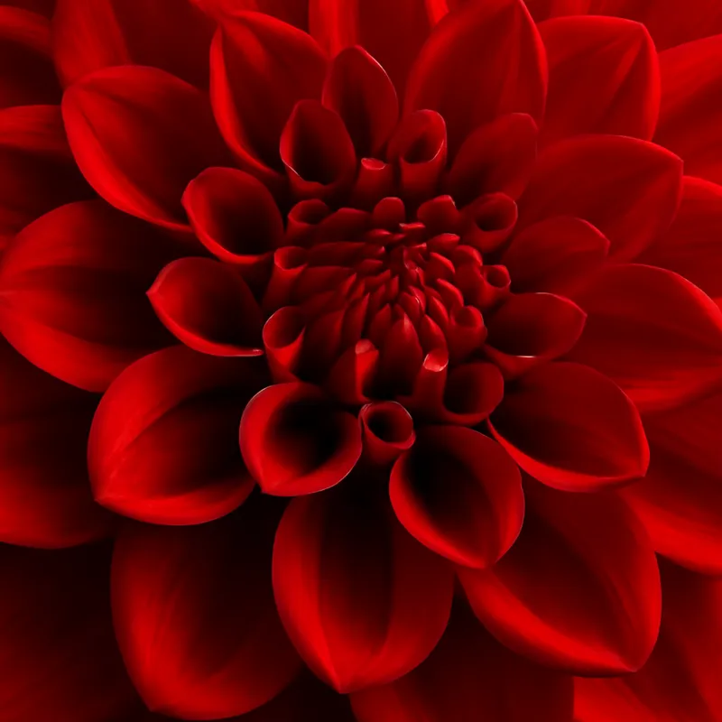 Dahlie - rot - Bild 2