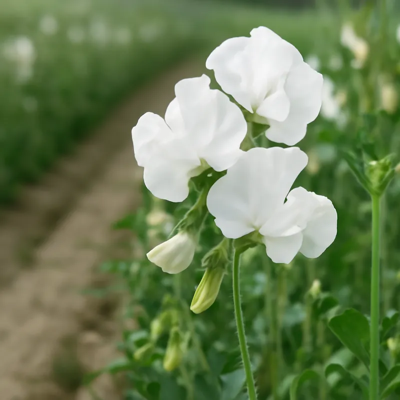 Luktert – weiß – Bild 4