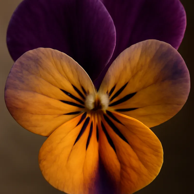 Veilchen – klassisch – Bild 2